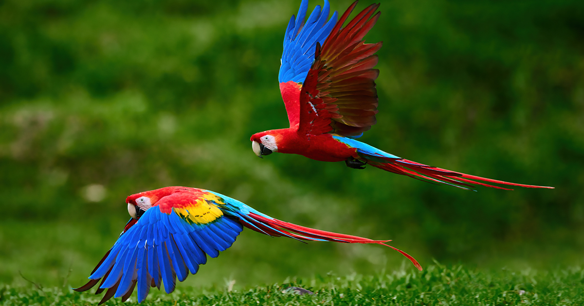 Macaws in flight